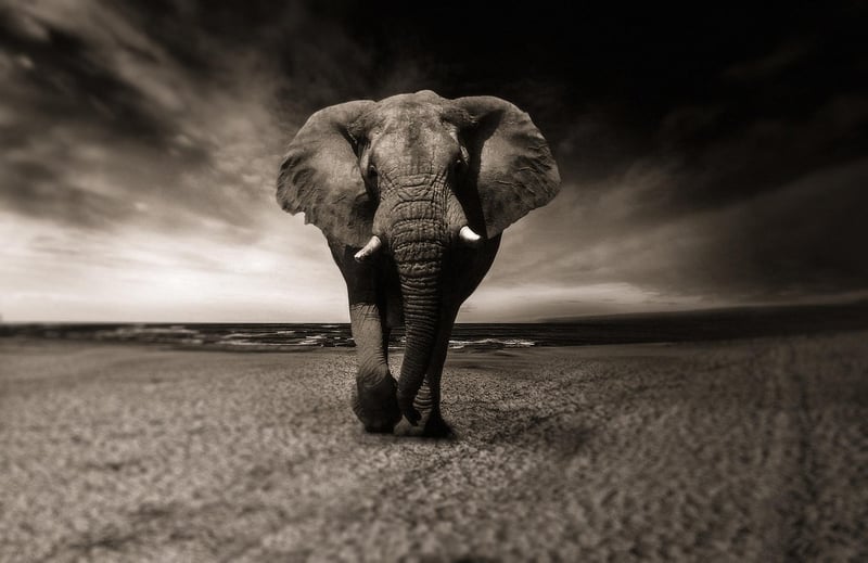 Safari Adventure